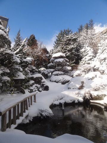 雪吊りもしてないようですね