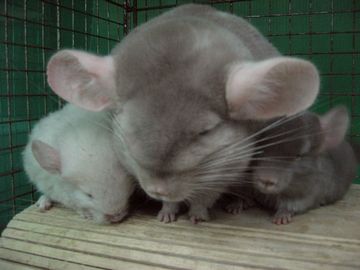 『チンチラ(ネズミの仲間)』。1メートルもジャンプする能力があり、20年生きるそうです。飼育には覚悟が必要。