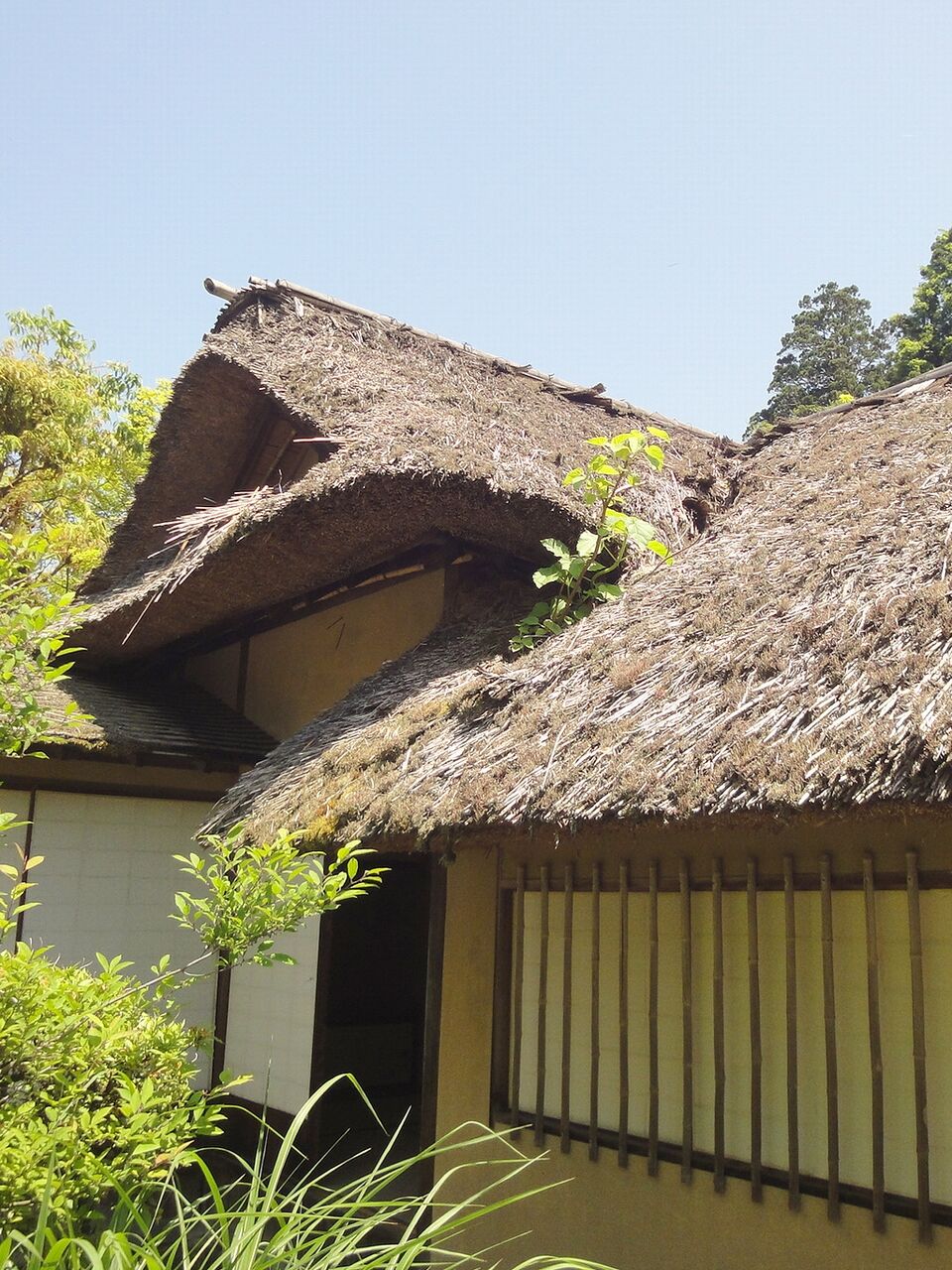 屋根に木が生えてる