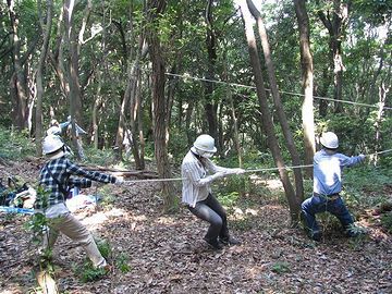 伐採作業で、木を倒す方向を調整してるのです
