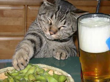 一杯、やるんじゃない?