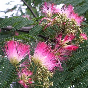 合歓の花が咲いてるんだから、まさしく梅雨