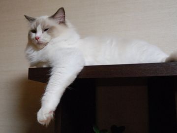 片手落ちなやつ