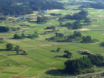 秋田県にかほ市象潟。田んぼの部分は海で、松の生えている丘が、島でした。