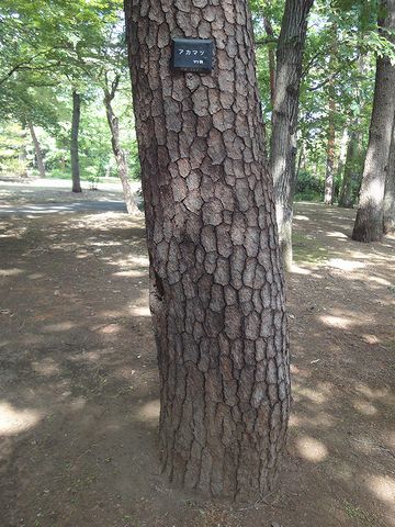 幹肌の綺麗なアカマツがありました