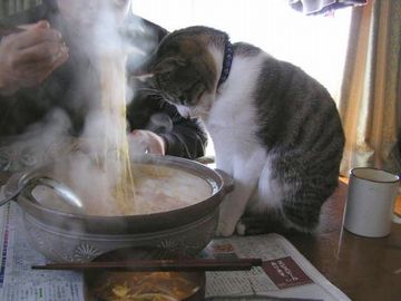 あんたの猫舌じゃ