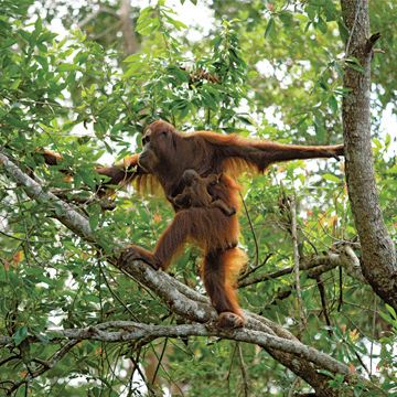 テナガザルだったか、オランウータンだったか