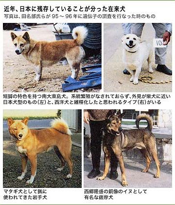 銅像が連れてる犬は、薩摩犬だそうです