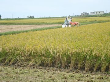 コンバインでの稲刈り