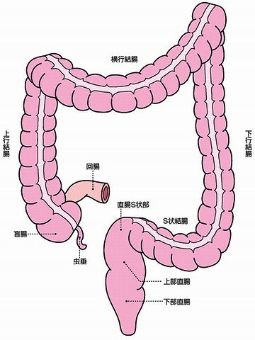 結腸は、大腸の中で一番長い器官よ