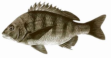 確かに、姿のいい魚です。