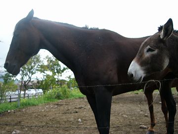 「九重やまなみ牧場」の馬