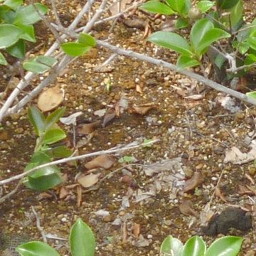 カンツバキの根元