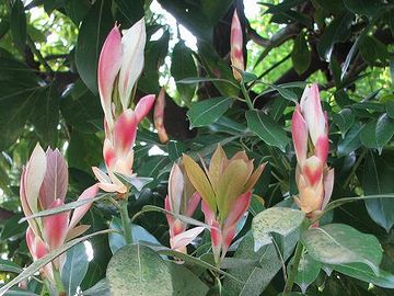 タブノキの芽吹きは美しく、花が咲いたようです