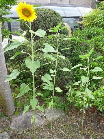 3本育ったうちの1本