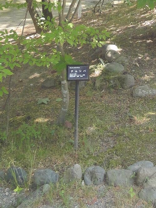 タムシバ