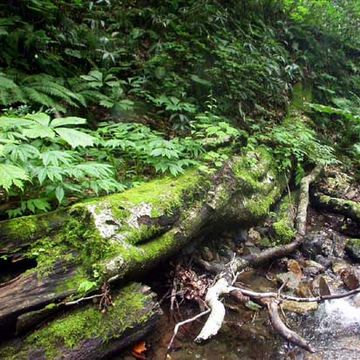 森の栄養分となるわけです