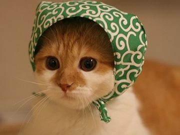 盗んでくるのか?