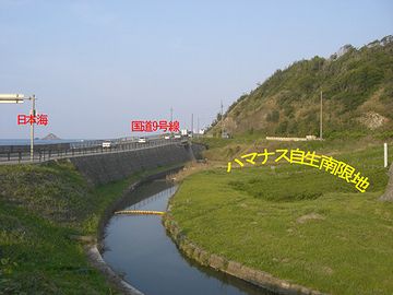 なぜか鳥取の白兎海岸が南限地を名乗ってます。実際には、島根県大田市まで分布してるそうですが。