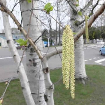 花粉症の原因となる木