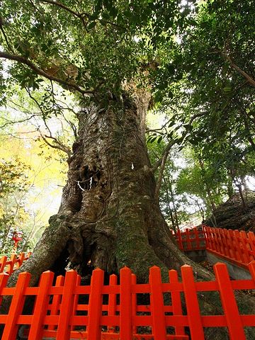 根回りの土を踏み固められないようにしてるのです