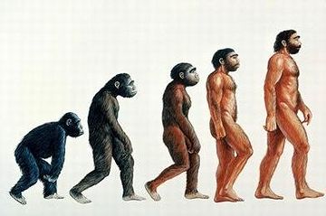 大相撲を見てると、上半身毛だらけで、明らかに進化の途上にあると思われる力士がいます