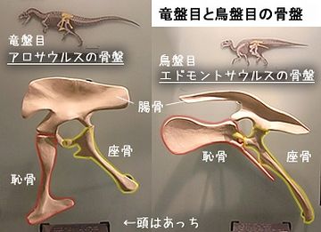 恐竜は、この骨盤の形から、グループ分けされてます