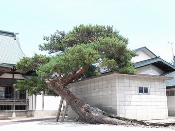 この松、スゴくない?