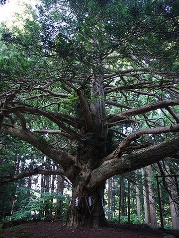真山神社・榧の木の巨木