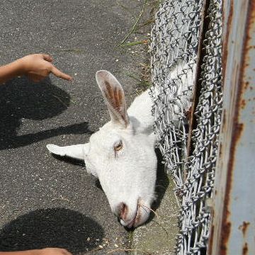 「やまなみ牧場」のヤギ