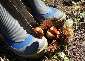長靴で踏んづけて、栗の実を取り出します