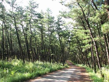 見事な、黒松の砂防林です