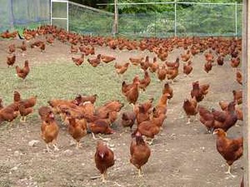 比内地鶏・平飼いか放し飼い