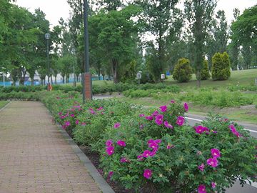 園路沿いに列植されたハマナス(北海道岩見沢市『いわみざわ公園』)