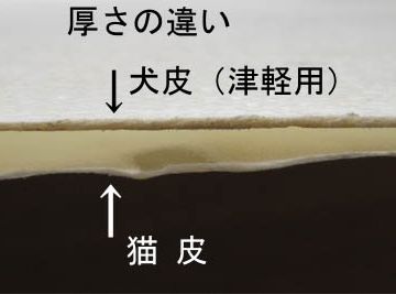 津軽三味線は、犬のようです。当然、猫より皮が厚くなります。