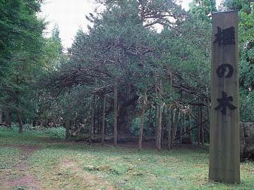 真山神社・榧の木の立て看板