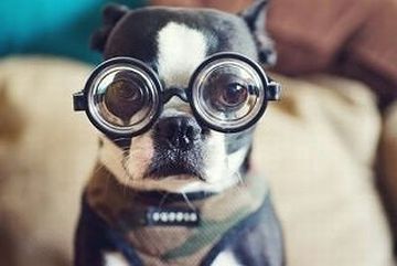 犬も近眼で、人間の視力で表すと、0.2~0.3程度だそうです