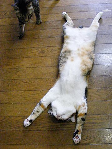 再起不能じゃ
