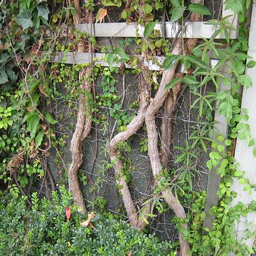 際の幹なんて、人の手首くらいになってるんですよ
