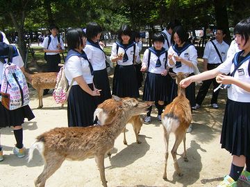 奈良の鹿は、煎餅屋に積んである煎餅は決して狙わず、買った観光客にしか、ねだらないそうです。