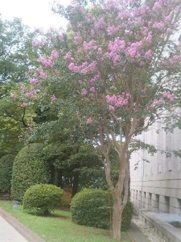 執念で同じ木の画像を発見!