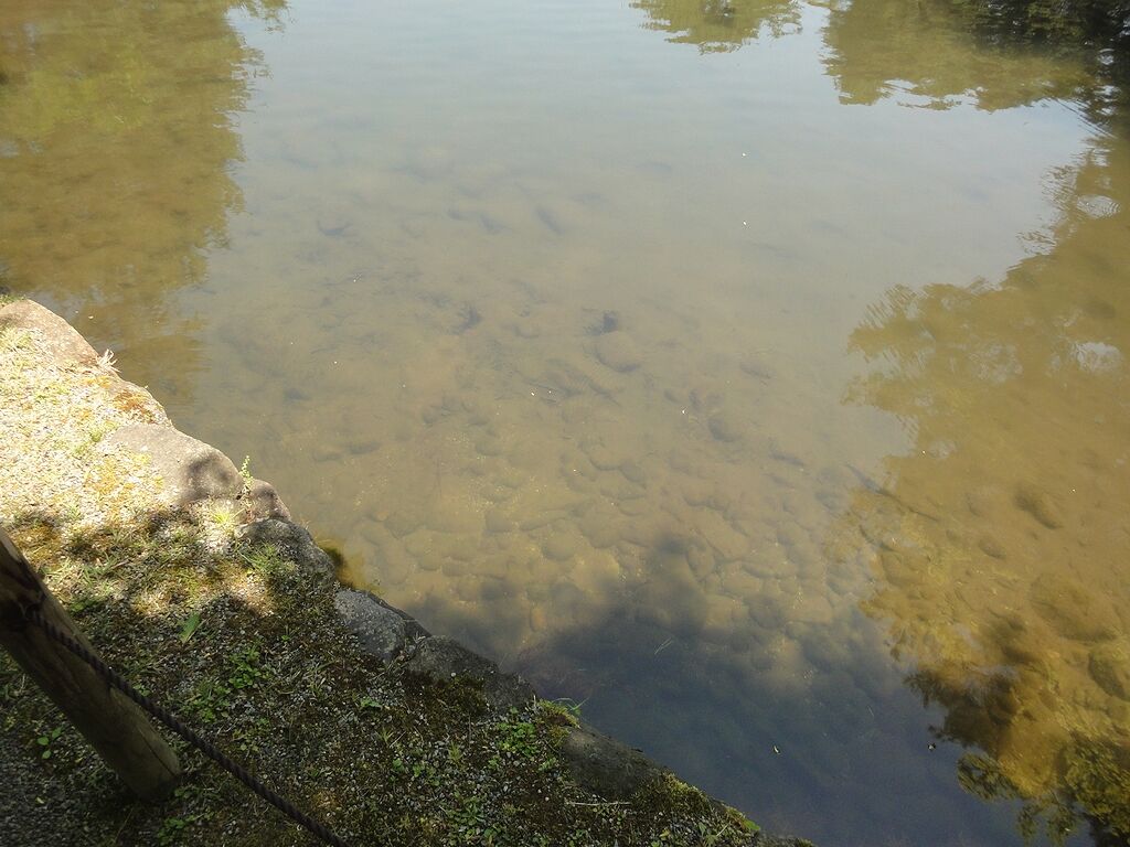 魚はおらんみたいやな