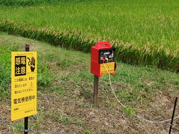 電気柵のような方法しかありません