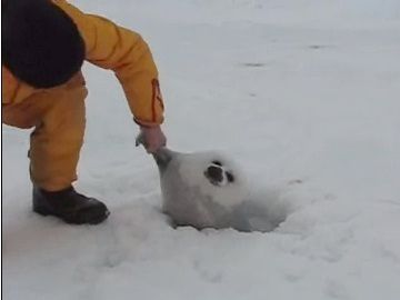 浮いてるうちに引き上げられた