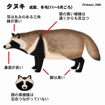 少し大きいだけで、引きずっちゃいます