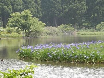 カキツバタの自生地