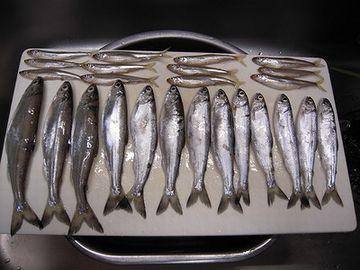 10匹に1匹はクニマスが釣れてた