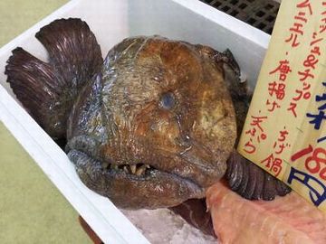 哀れ、浦安の魚市場で売られる『オオカミウオ』くん