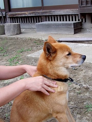 人間の手が一番