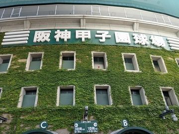 甲子園を覆うナツヅタに似てますが……